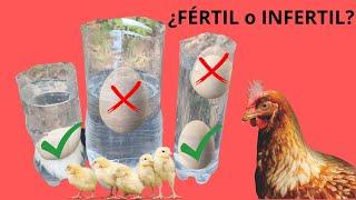 ¿Como Saber si Un Huevo de Gallina es Fértil?  Seleccionar los Huevos Para Incubar