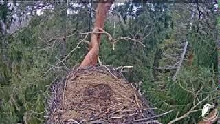 Гніздо чорного лелеки Латвія 05/04/18 Black stork webcam in Latvia