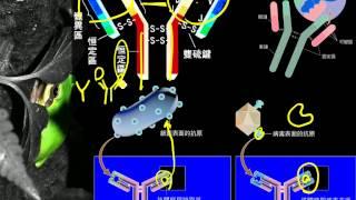 12 2 19抗體的結構三捷