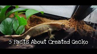 Crested Gecko /