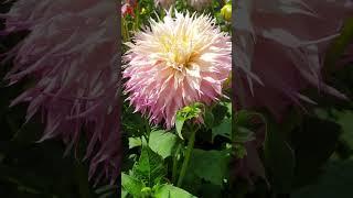 Dahlia: Pinelands Princess