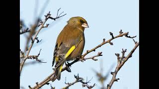 Verdun Greenfinch Singing Verdone Canto Verderon