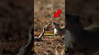 Animals That Outsmart Snakes🫨
