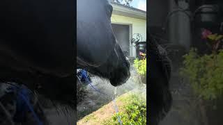 Horse Doesn't Like Baths! Bathing Tips