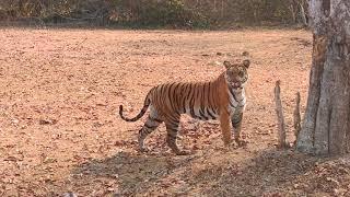 Sathyamangalam, Kabini and Bandipur Which is best!!!! Just watch this video to know more #savetiger