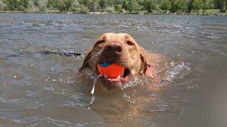 Puppy Swimming Montage!