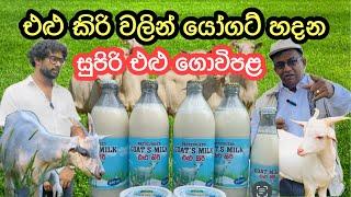 එළු කිරි වලින් විවිධ නිෂ්පාදන කරන සුපිරි එළු ගොවිපළ/Goat Farming Srilanka #livestock #goatfarming