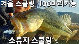 100수터 겨울에도 100마리가능 소류지 스쿨링 최프로티비 264화