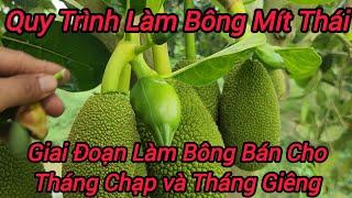 Bắt Đầu Làm Bông Cho Vườn Mít Thái và Quy Trình Làm Bông Năm Nay