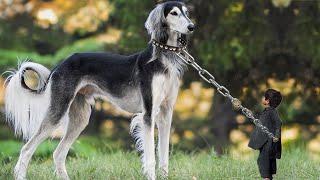 Top 10 Most Faithful Dog Breeds | Extreme Loyal Dog Breeds | Dangerous for Hostile