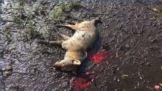 Dead Coyote