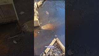 Frozen alligator in ice #science #sciencefacts
