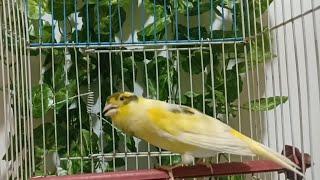 Canary singing | canario canto | canary song