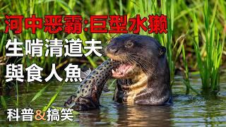 【动物科普&搞笑】巨型水獭也被称为“河狼”，清道夫和食人鱼都在它的食谱上！ #巨型水獭 #动物解说 #动物科普 #纪录片解说