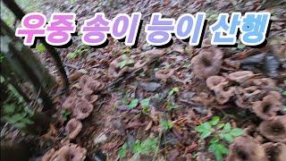 [약초]우중 송이 능이버섯 산행/충북 북부/줄능이