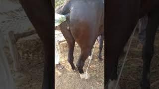 Pregnancy check of a young black Mare |Full video |Village info