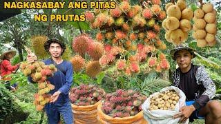 PAMIMITAS NG KABANG PRUTAS SA AREA #4 RAMBUTAN AT LANSONES