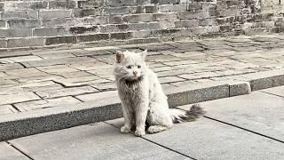 beautiful stray cat waited six months, trusting the girl who fed him would return to take him home.