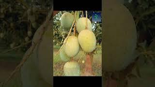 সেরা ৫টি আম|Top 5 Mangoes|দেশীয় জাতের ৫টি আম||ভালো আম চিনুন|আম|ATvoice|