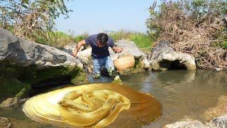 A giant pearl cradle was discovered by the river, and mutated river clams showed their divine power