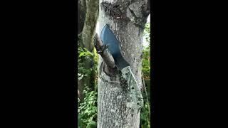 Armory Replicas (in action) The Hunted Forest Tracker T-3 Hunting Knife