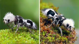 Panda Ant ️ Looks Cute But Stings HARD!