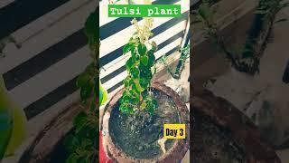 Tulsi Plant day3