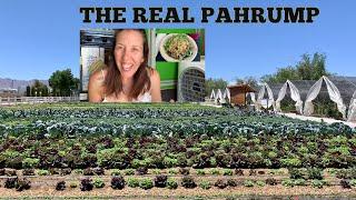 PAHRUMP LIFE: Simply Pure LV with amazing food at Green Life Produce