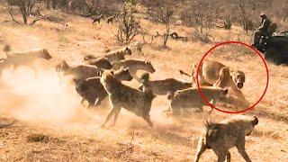 Hyenas Steal Lioness' Kill, but the Male Lion Turns the Tables!