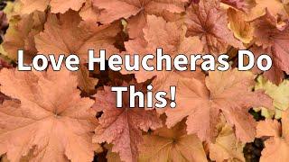 How To Winterize Heucheras/Coral Bells in all Zones!