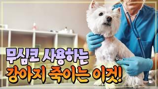 실내에서 강아지 생명을 위협하는 것들.
