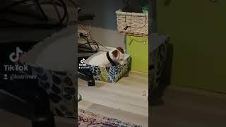 jackrussellinterrieri Äijä 8