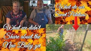 Baby update / What we didn't talk about / What in the World ate our Sweet Potatoes!