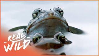 The Wildlife Of The Alps and The River Rhine | Germany's Underworld | Real Wild