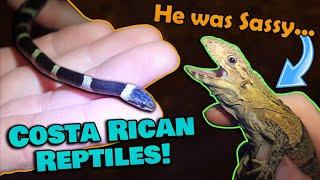 Finding Wild Reptiles in Costa Rica!!