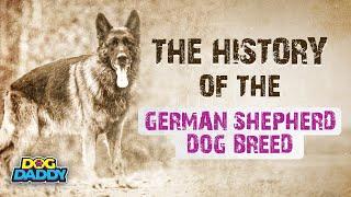 The History Of The German Shepherd Dog Breed