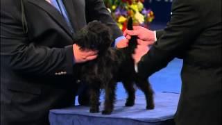 #‎Affenpinscher‬ from ‪#‎NationalDogShow