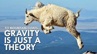 Mountain Goats Don’t Believe In Gravity