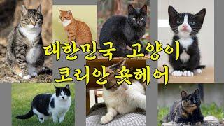 대한민국 고양이 코리안 숏헤어, 사랑으로 대해 주시길 부탁드려요~ #고양이 #코리안숏헤어 #동물