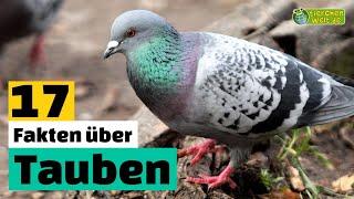 17 Steckbrief-Fakten über Tauben - Doku-Wissen über Tiere - für Kinder