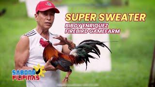 SUPER SWEATER SIGNATURE BLOODLINE NI BIBOY ENRIQUEZ NG FIREBIRD GAMEFARM, KILALANIN!