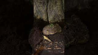 Horned frog eating locust