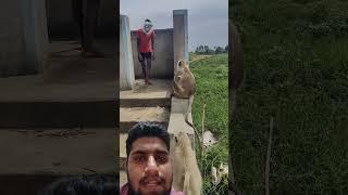 monkey attack on men |monkey attack #funny #bajranbali #hindumantra