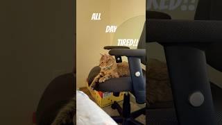 Kimchi: all tired, but still spicy!  #funnycat #funnycatvids #funny #funnycatsfunnycats #meowed