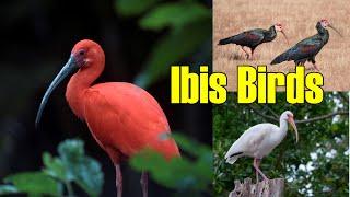 Relaxing Nature: Ibis Birds in Their Natural Habitat