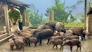 Jhony takes care of wild boars and prepares them to go to market to sell. free sky