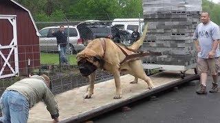 English Mastiff Ultimate Massive Powerful Breed