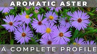 Aromatic Aster - A Complete Profile