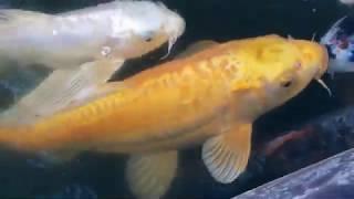 YELLOW KOI ~ my yellow koi pet