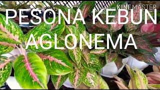 PESONA KEBUN AGLONEMA MINI